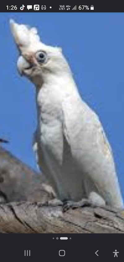 cockatoo & african gray parrot