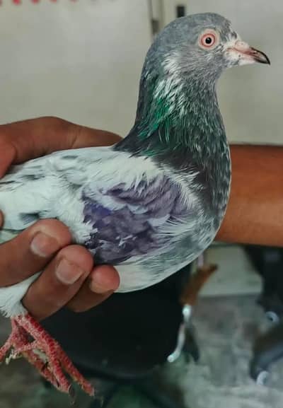 kboter for sale