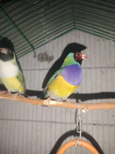 Split blue gouldian Spanish and fawn java