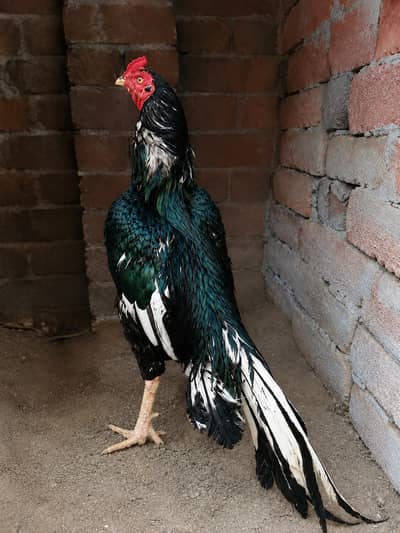 Chicks (Lassani Aseel choras nali 4x win)