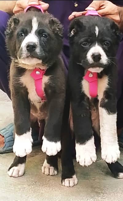 afghan Kochi security dog  male female puppies for sale