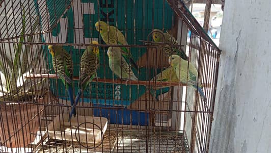 budgie parrot