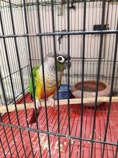 Pineapple conure