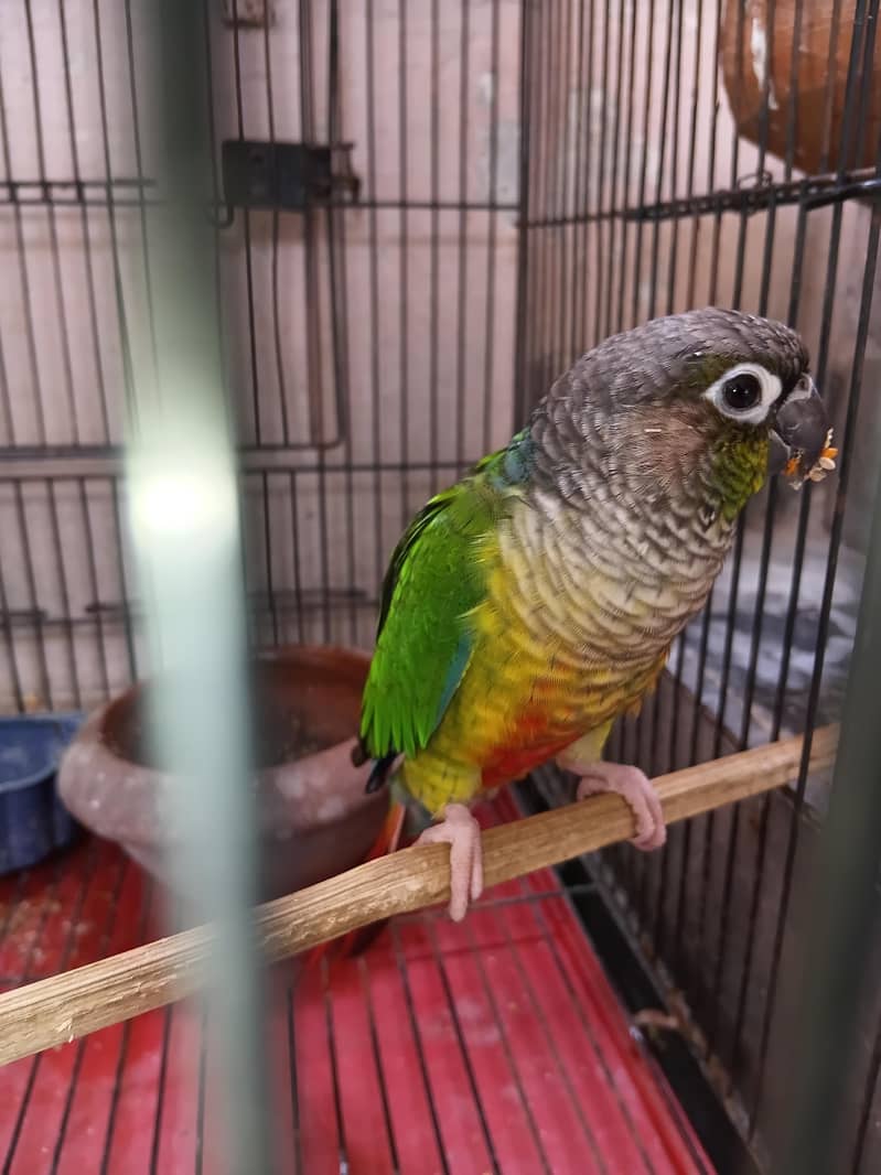 Pineapple conure 1