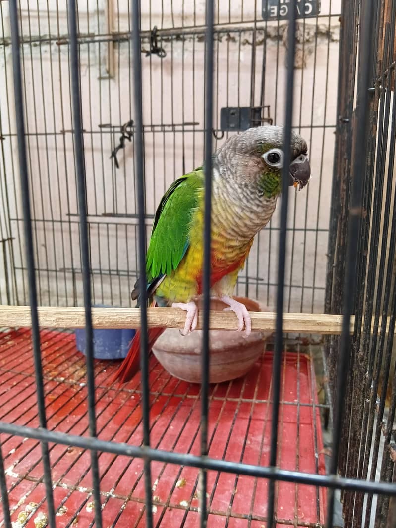 Pineapple conure 2