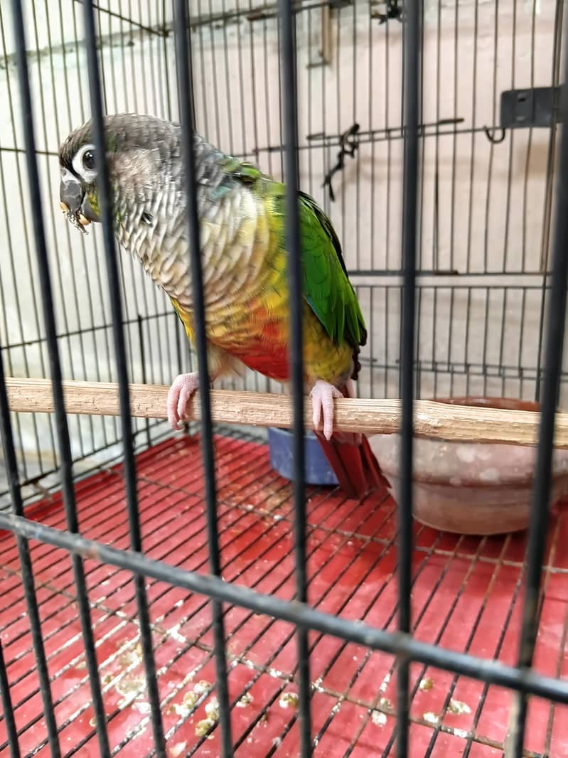 Pineapple conure 3