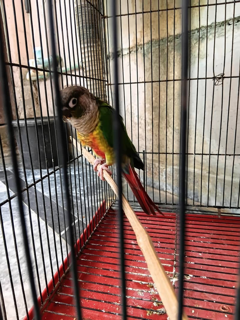 Pineapple conure 4