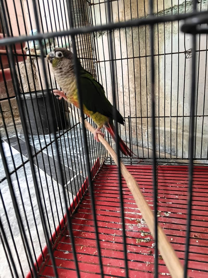 Pineapple conure 5
