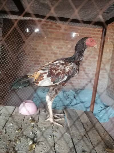 aseel for sale