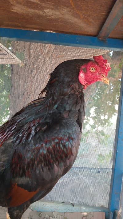Pakistani hen