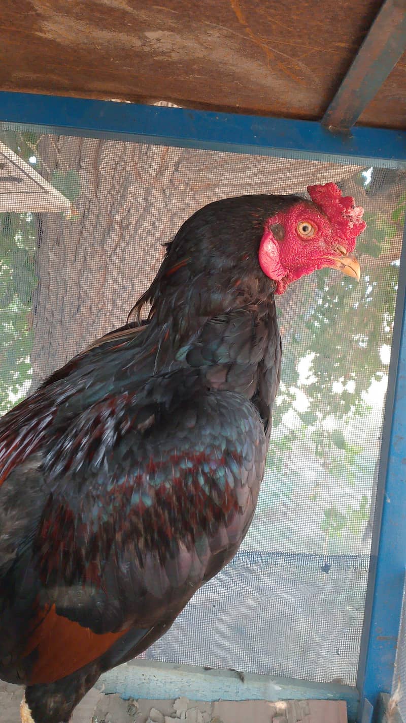 Pakistani hen 0