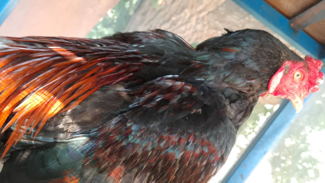 Pakistani hen 1