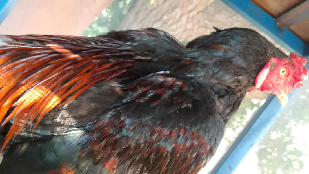 Pakistani hen — photo 2