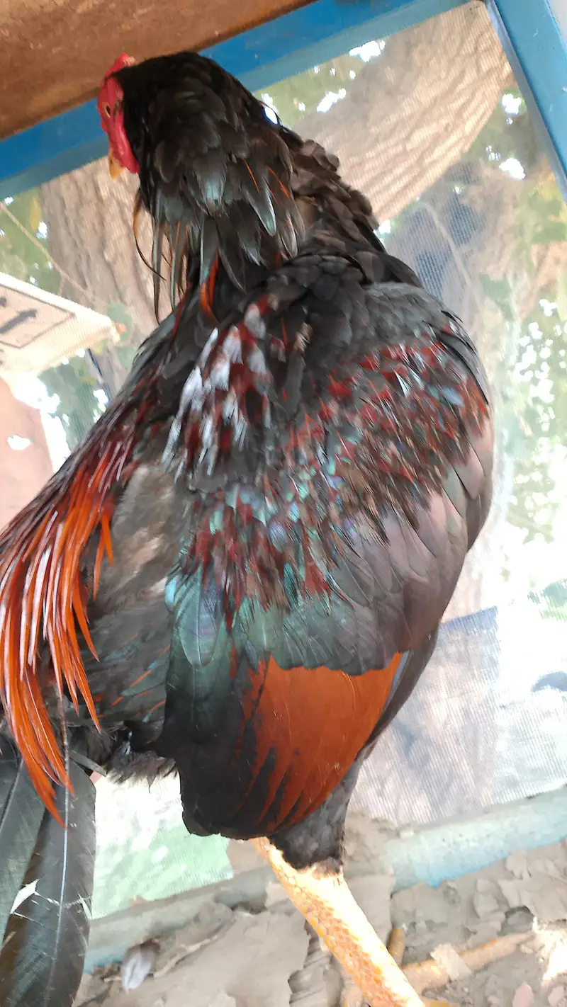 Pakistani hen — photo 3