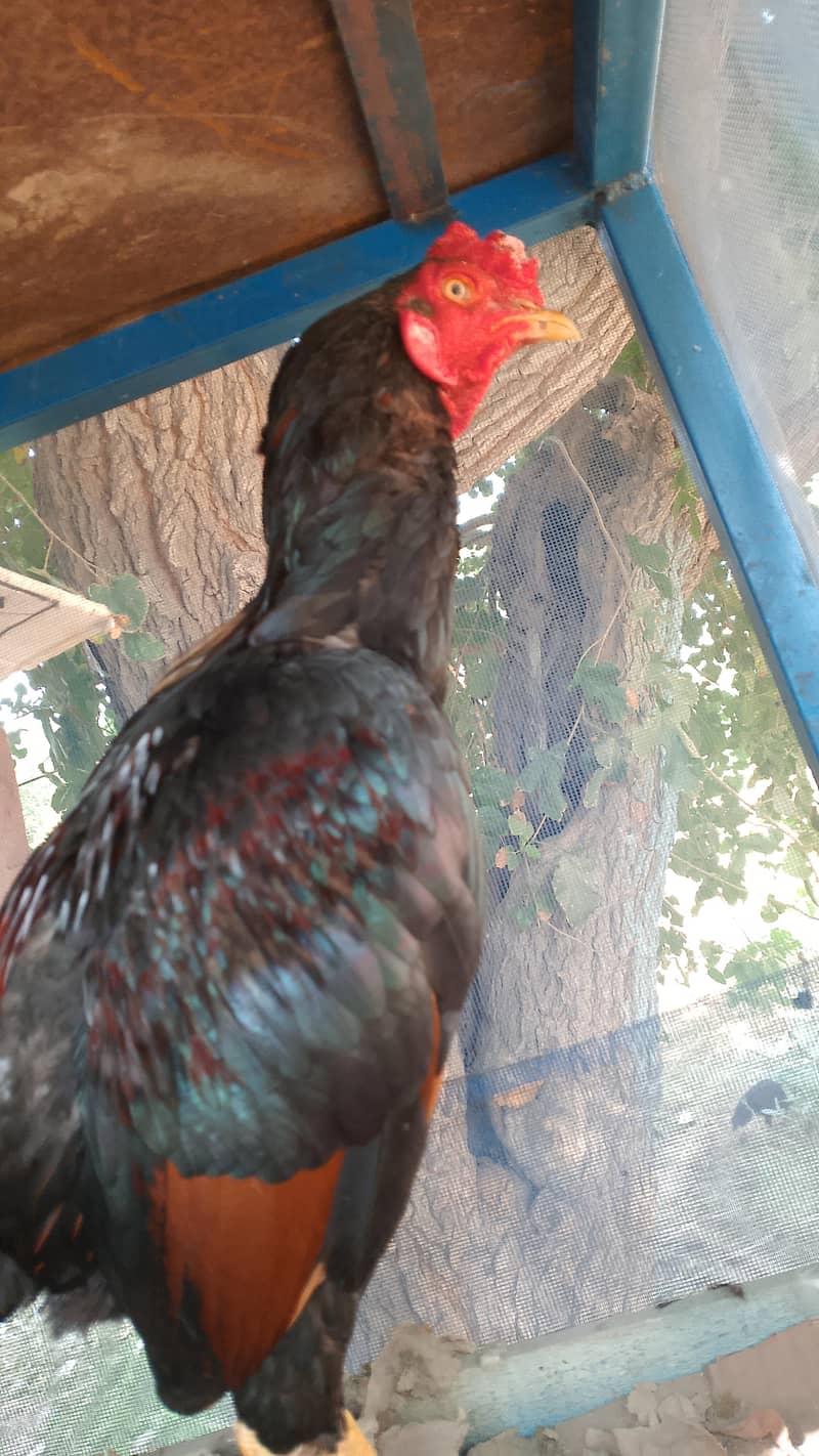Pakistani hen 3