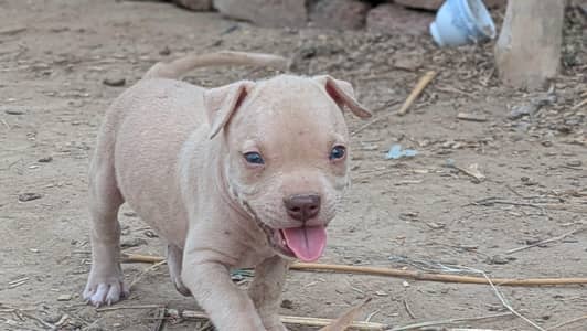 pitbull pair dog puppy