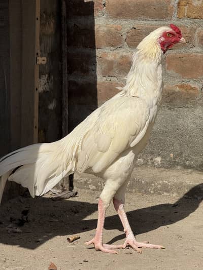 High quality peper white Heera patha