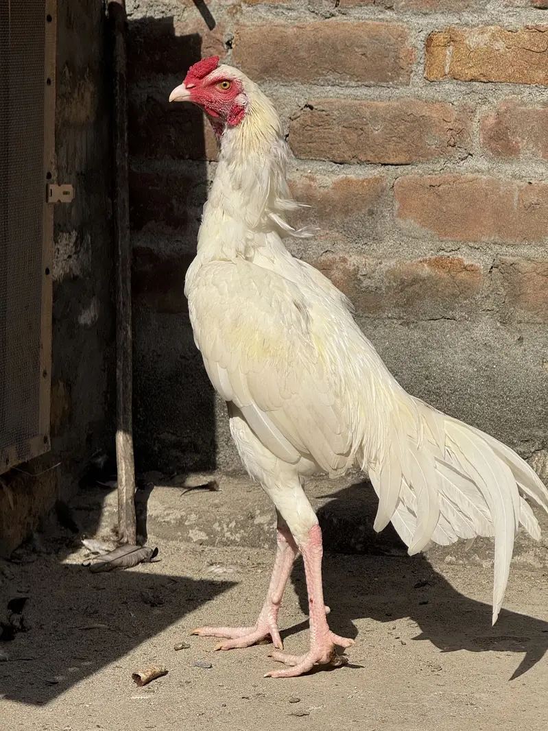 High quality peper white Heera patha — photo 3