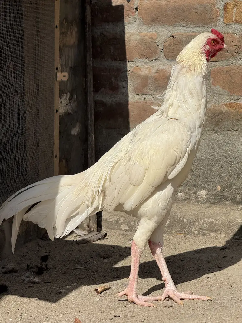 High quality peper white Heera patha — photo 4