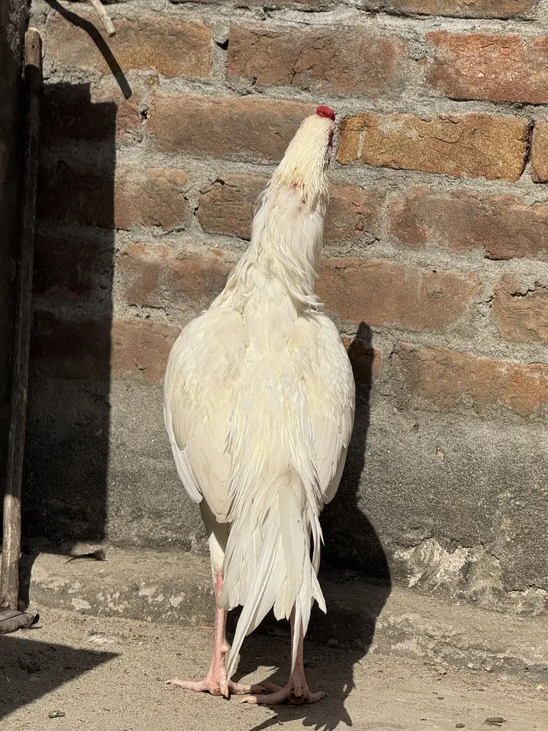 High quality peper white Heera patha — photo 5