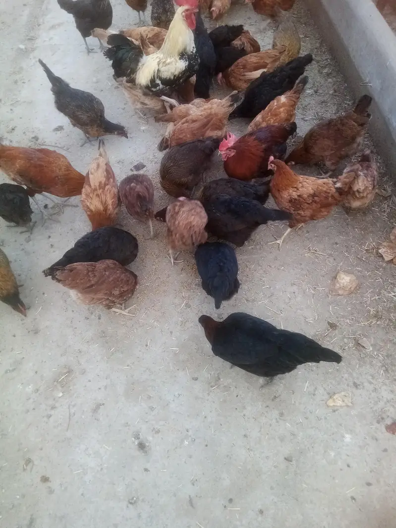 golden misri Andy wali — photo 5