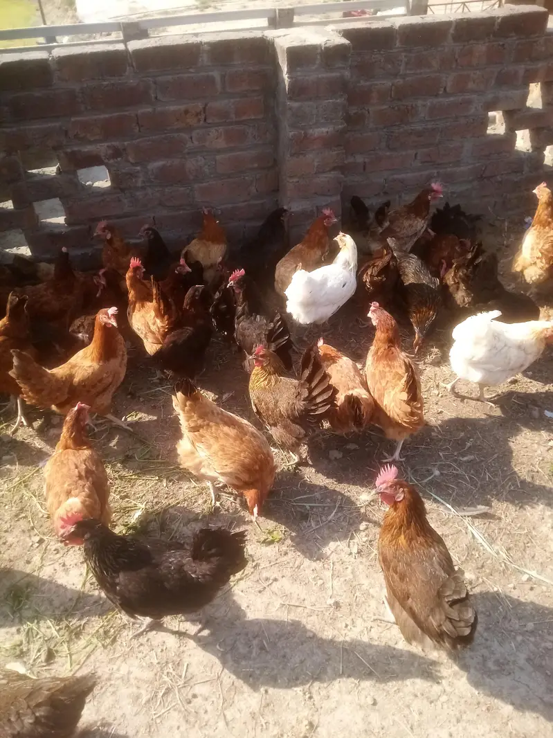 golden misri Andy wali — photo 6