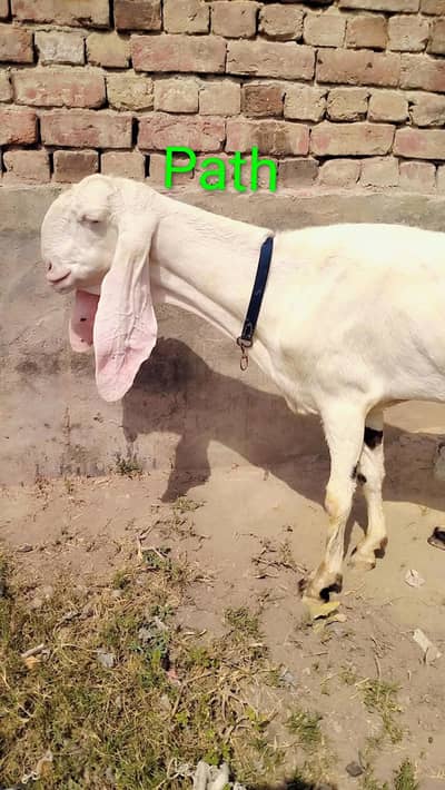 A+A++Quality Ghulabi Rajan puri path Aur Bakri