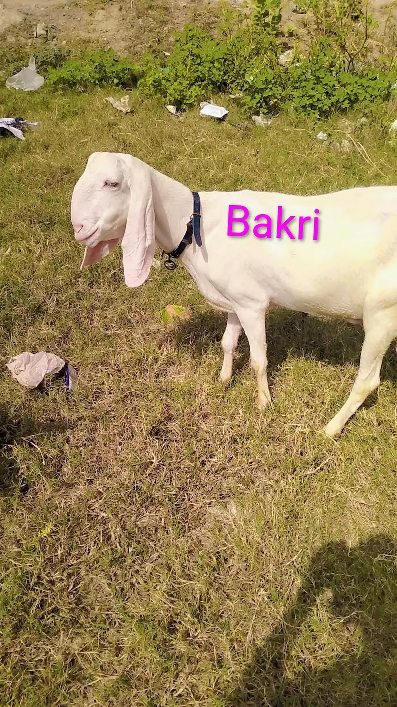 A+A++Quality Ghulabi Rajan puri path Aur Bakri — photo 2