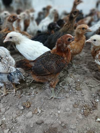 Golden Desi Pure Misri Hen WhatsApp 03304503477