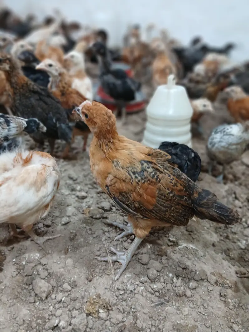 Golden Desi Pure Misri Hen WhatsApp 03304503477 — photo 2