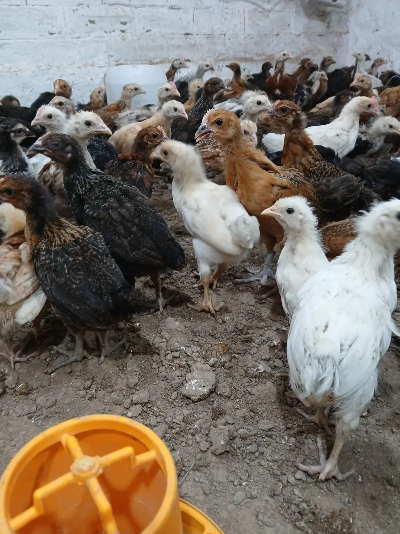 Golden Desi Pure Misri Hen WhatsApp 03304503477 — photo 3