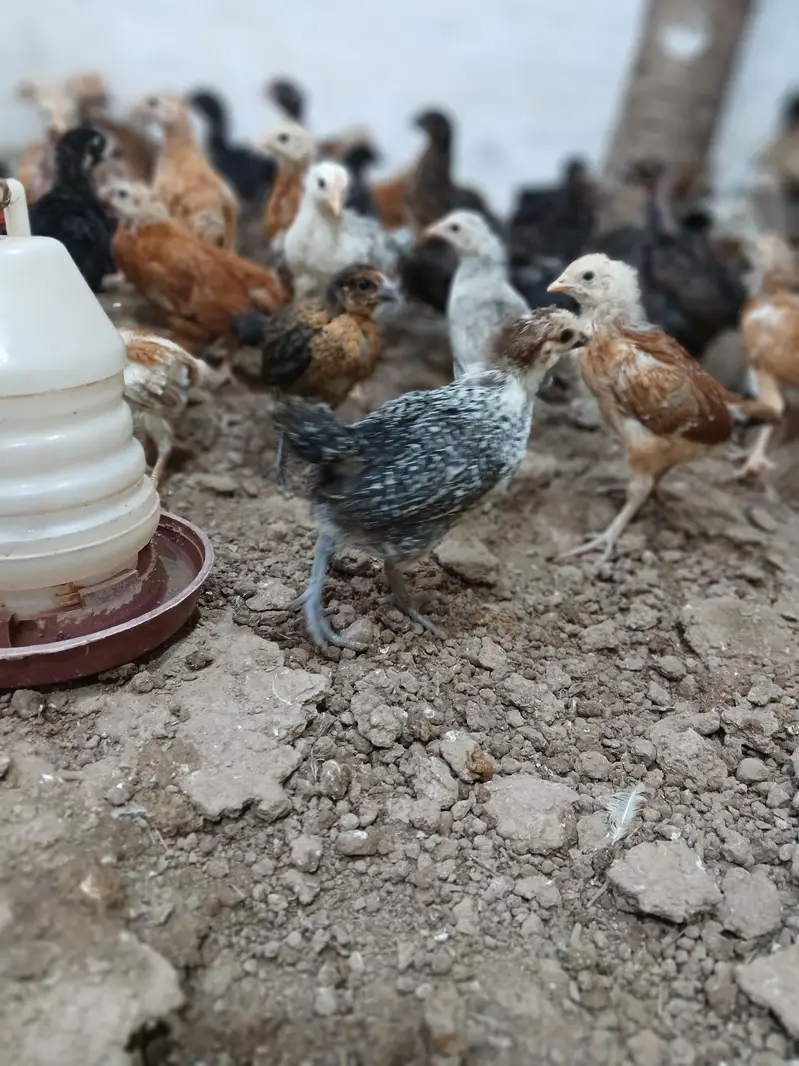 Golden Desi Pure Misri Hen WhatsApp 03304503477 — photo 4