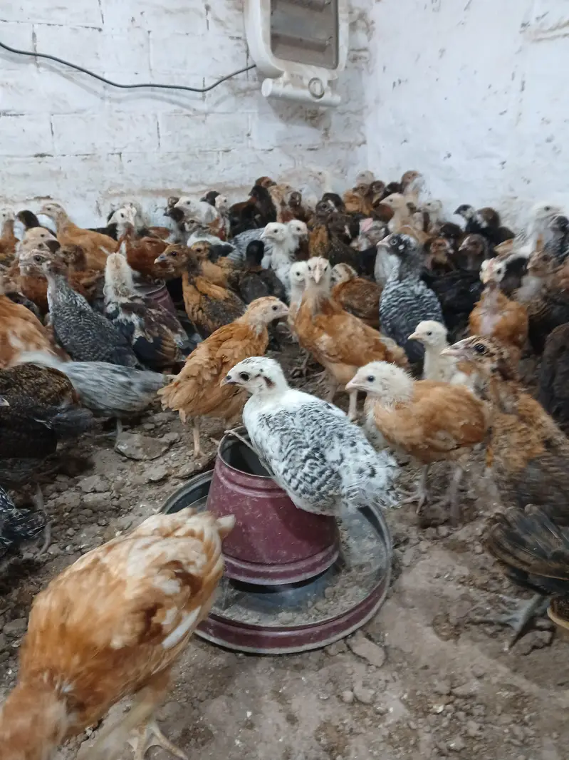 Golden Desi Pure Misri Hen WhatsApp 03304503477 — photo 5