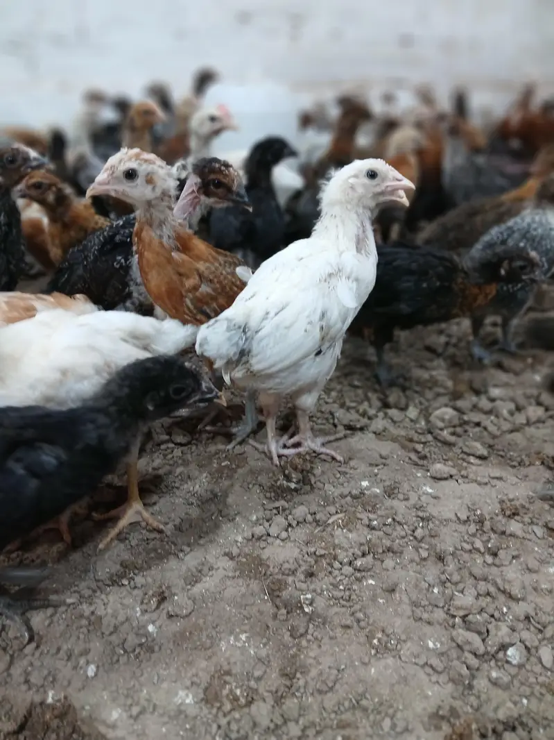 Golden Desi Pure Misri Hen WhatsApp 03304503477 — photo 6