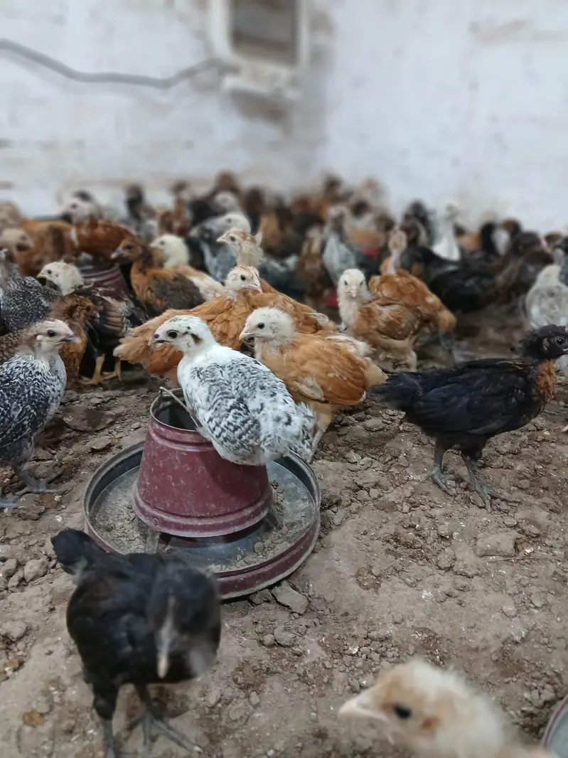 Golden Desi Pure Misri Hen WhatsApp 03304503477 — photo 7