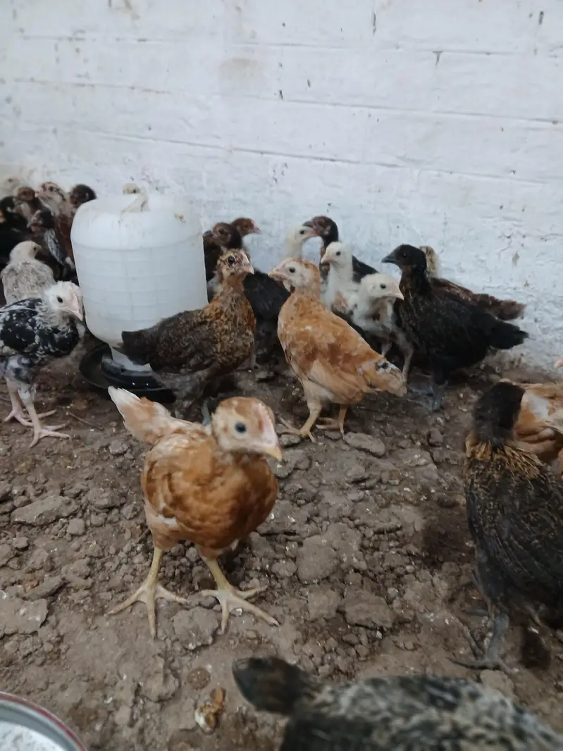 Golden Desi Pure Misri Hen WhatsApp 03304503477 — photo 8