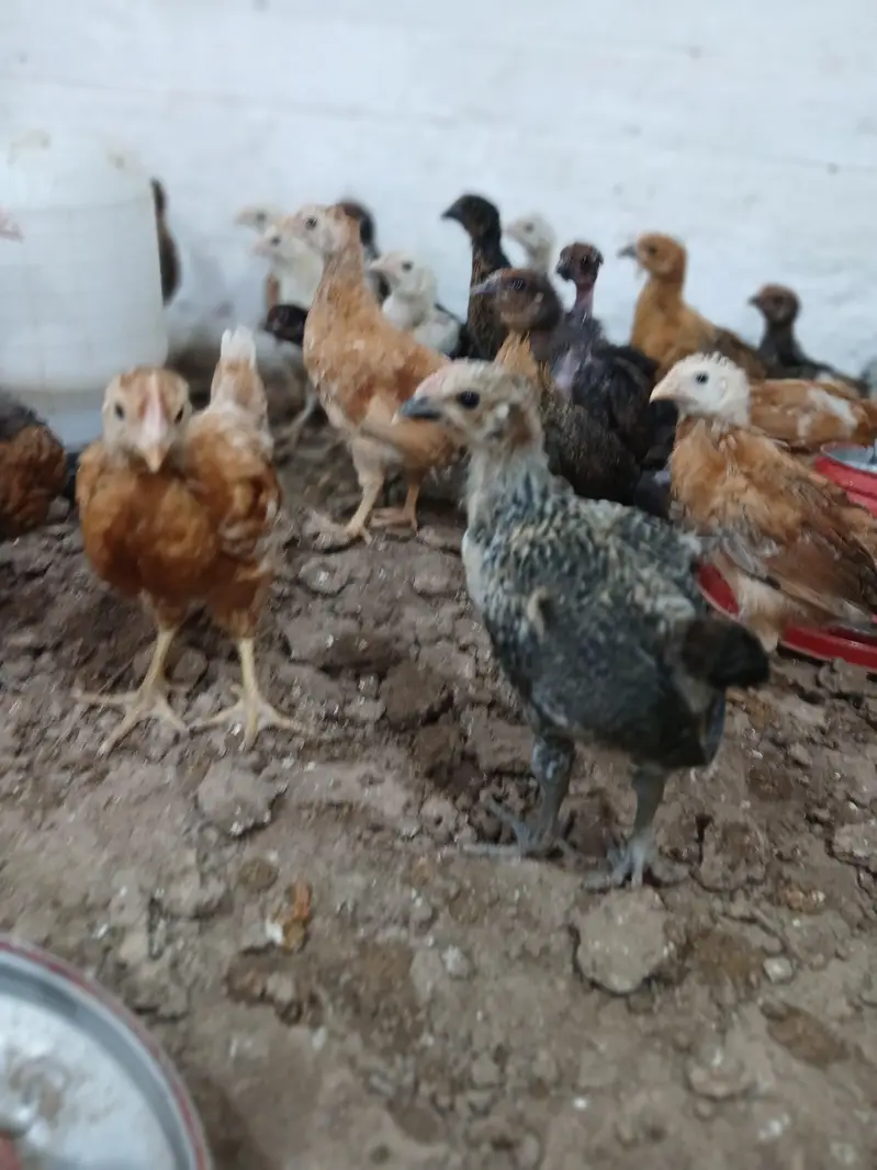 Golden Desi Pure Misri Hen WhatsApp 03304503477 — photo 9