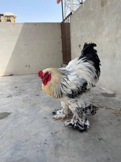 Light columbian brahma male