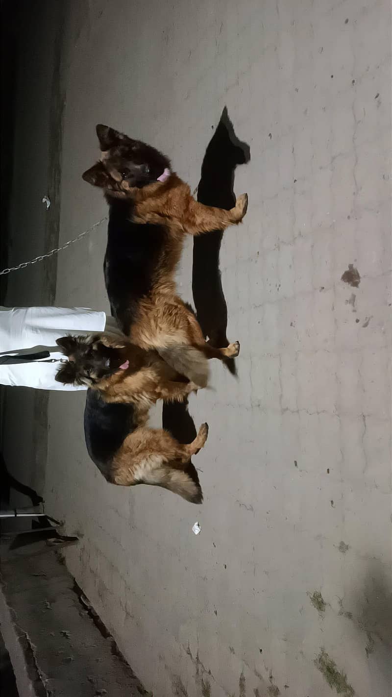 German shepherd 0