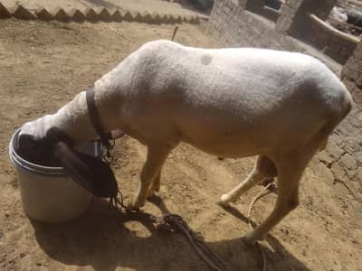 Desi Chatra