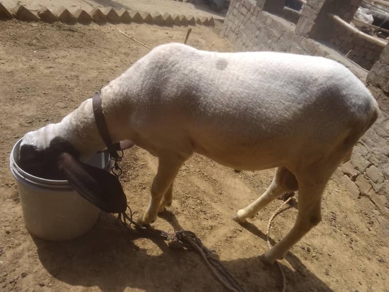 Desi Chatra 0