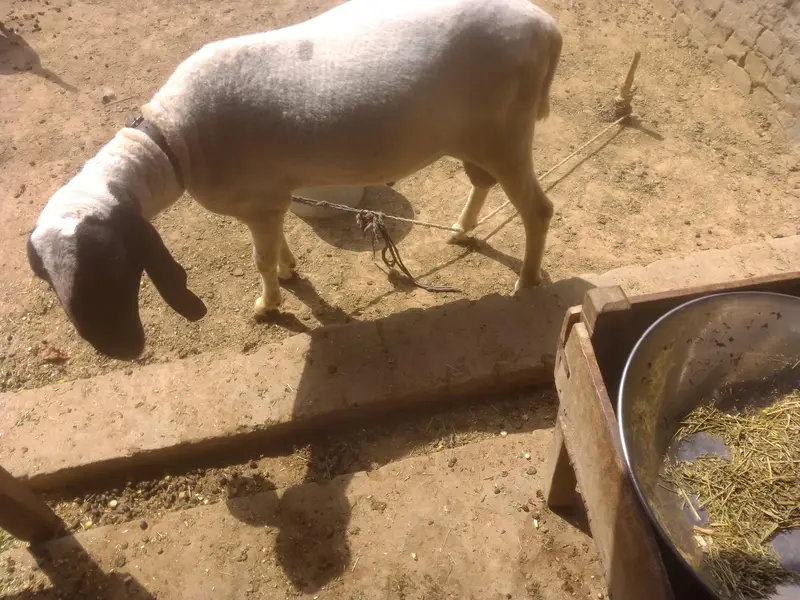 Desi Chatra — photo 2