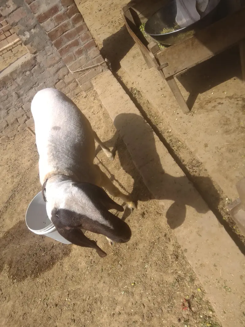 Desi Chatra — photo 3