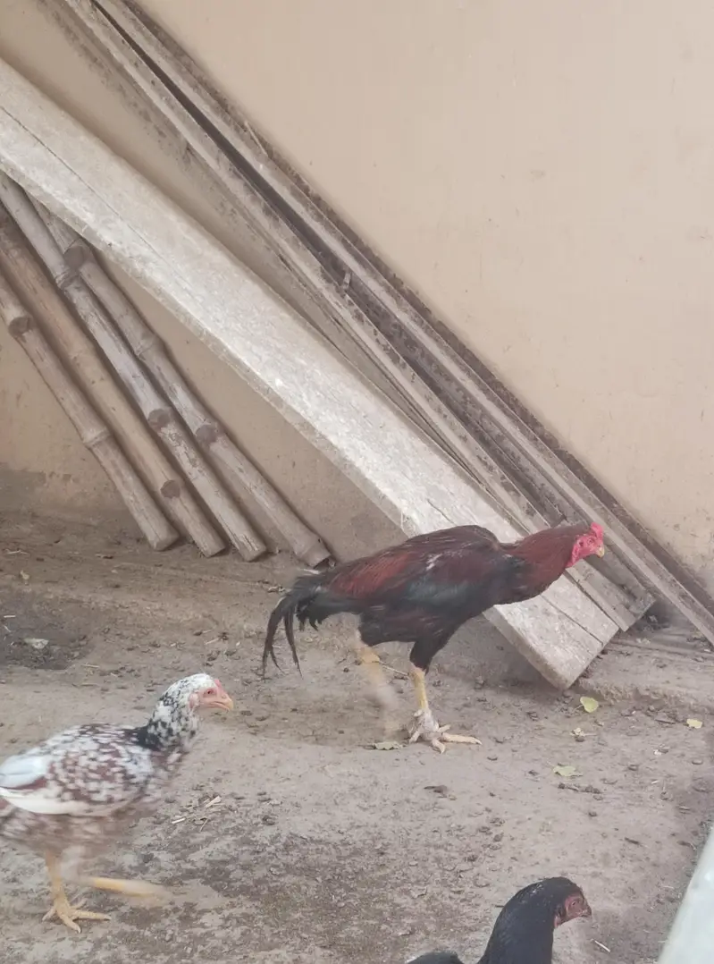 aseel murgi murga for sale — photo 2