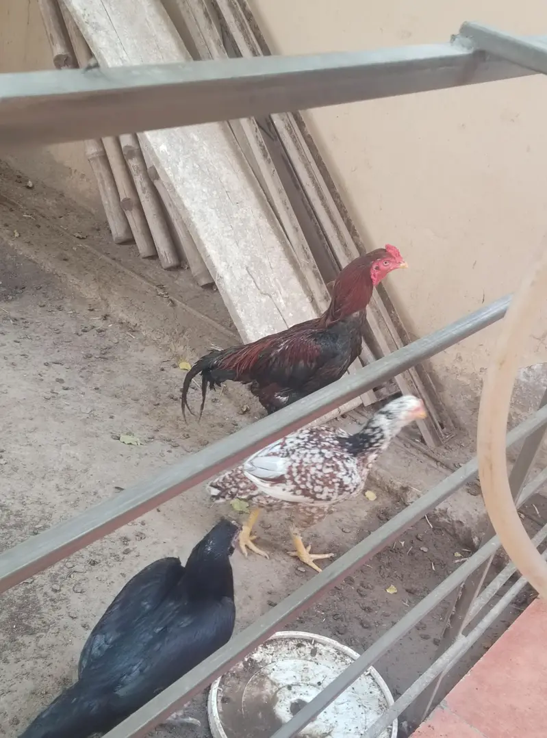 aseel murgi murga for sale — photo 3