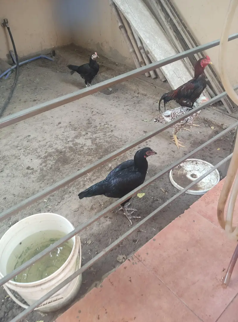 aseel murgi murga for sale — photo 4