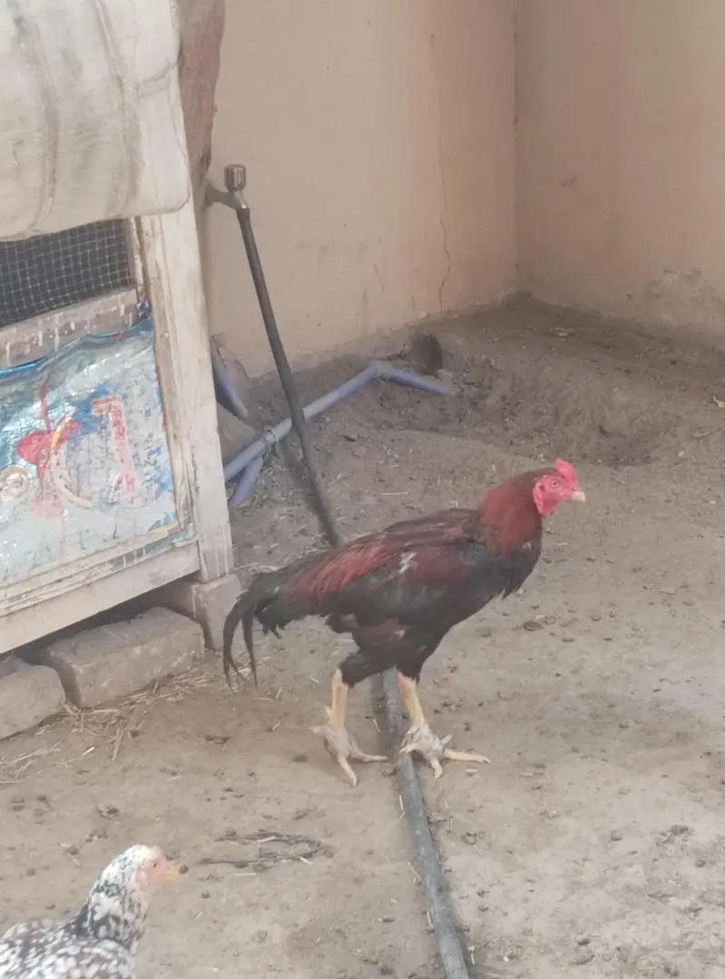 aseel murgi murga for sale — photo 5