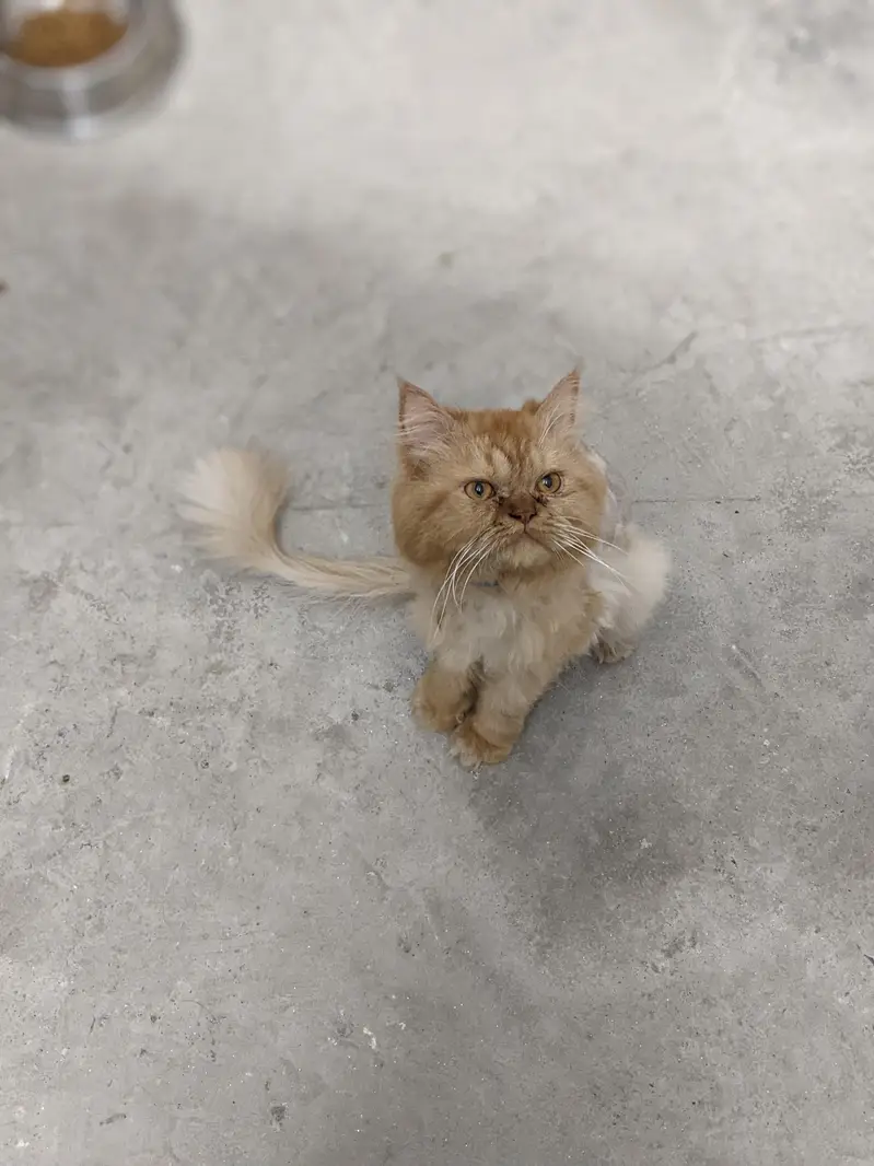 urgent sale punch face male — photo 2