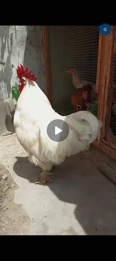 2 male available for sale location north karachi