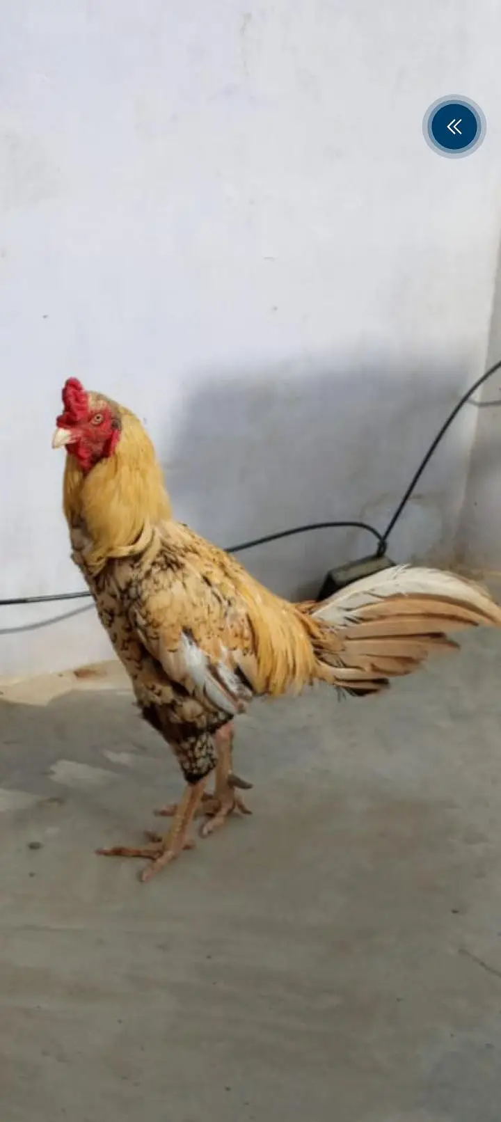 2 male available for sale location north karachi — photo 2